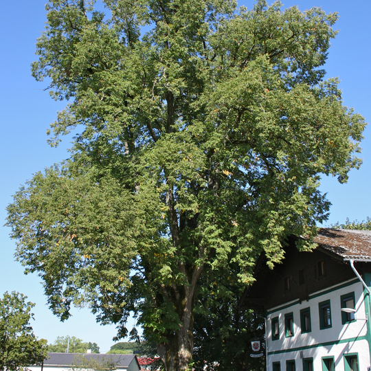 Gasthauslinde in Geretsberg