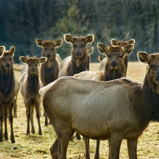 Jewell Meadows Wildlife Area