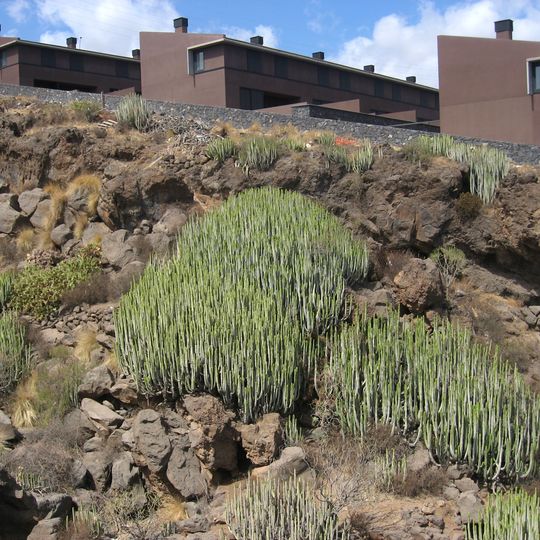 Acorán