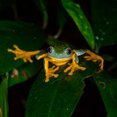 Monteverde Theme Park