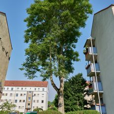 Naturdenkmal Götterbaum Fontanestraße 37–39 in Hennigsdorf