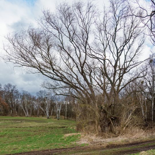 Pyrus pyraster, east from Wölpern