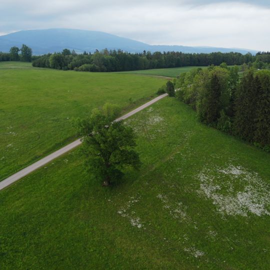 Dub v Kunčicích nad Labem