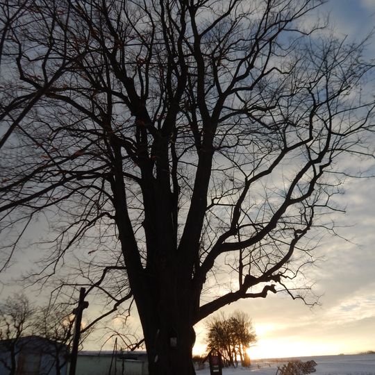 Lípa Johanky z Rožmitálu