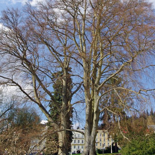 Buky u kostela Nanebevzetí Panny Marie