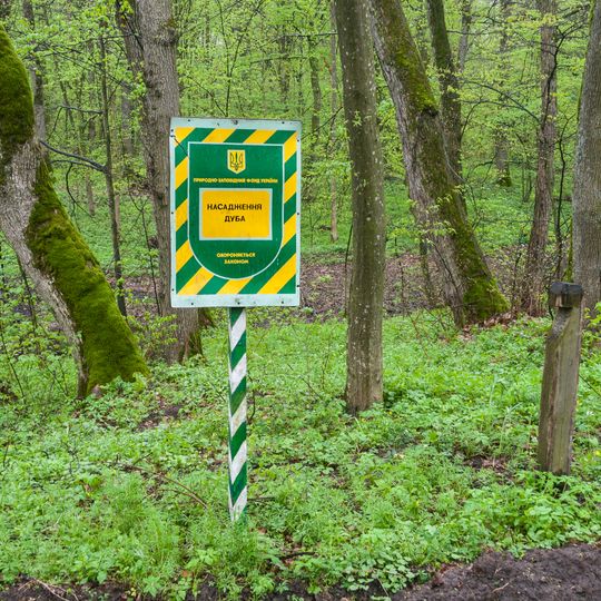 Landscape planting oak