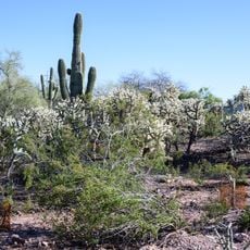 Desert Botanical Garden