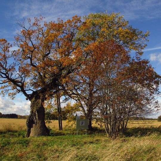 Rannamõisa Oak