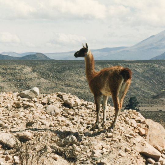 Parque Nacional Lauca
