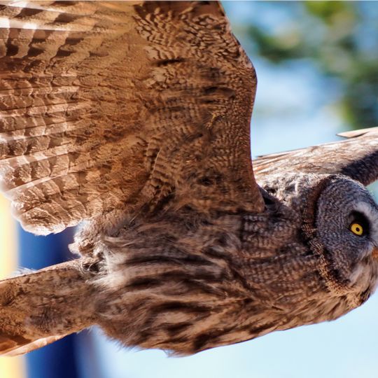 Fauconnerie du Puy du Fou