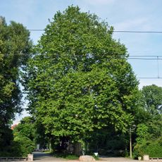 Platane Tierpark Berlin