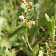 Těšovské pastviny