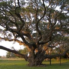 The Big Tree