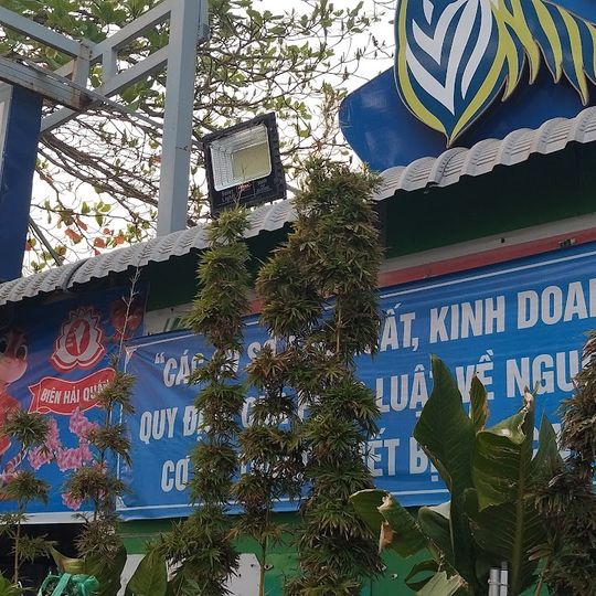 Biên Hải Quán