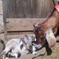 Ferme pédagogique des Bornottes