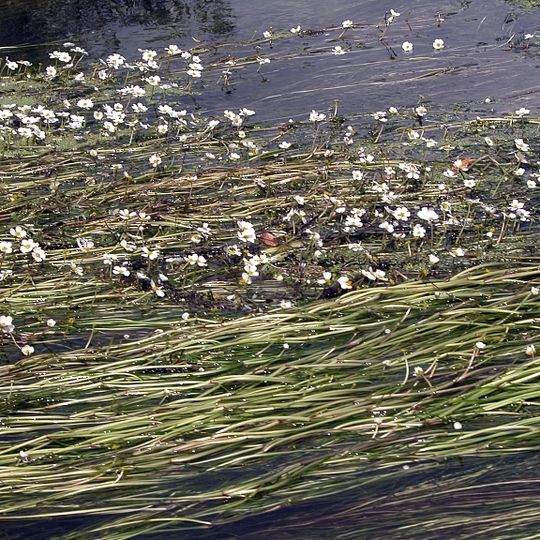 Taubergießen, Elz und Ettenbach