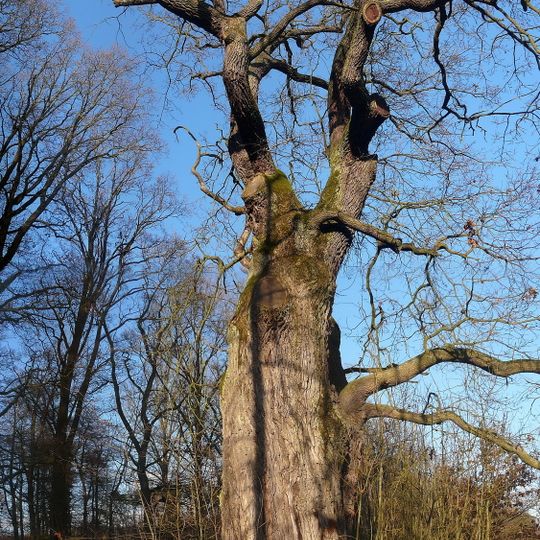 Duby letní u Maníkovic