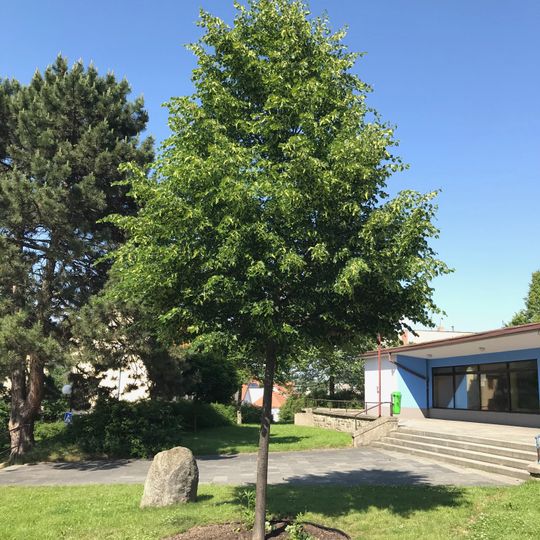 Pelhřimovská lípa