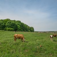 Lukino, Bogorodsky District‎
