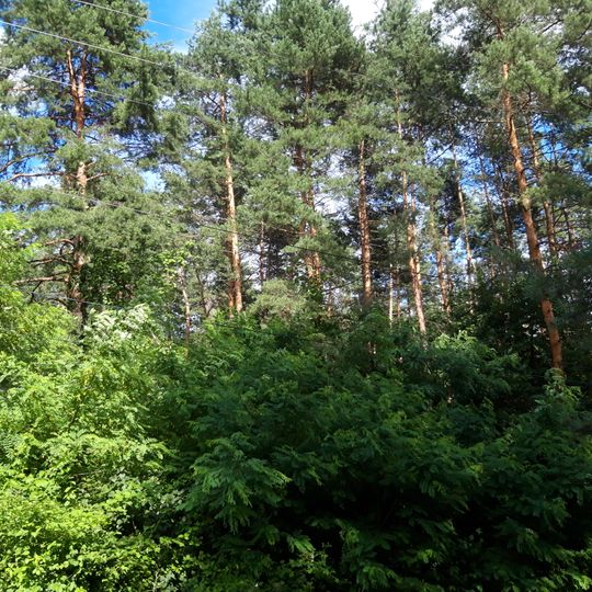 Sosna Chorna Natural Monument