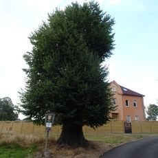 Lípa v Císařském