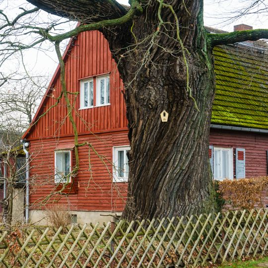 Oak in Frauwalde