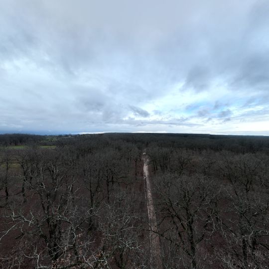 Δρυοδάσος Φολόης