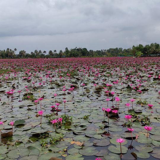Malarikkal Water Lily field