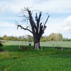 Mařatická oskeruše