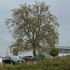 Platane Steinzeugwerk