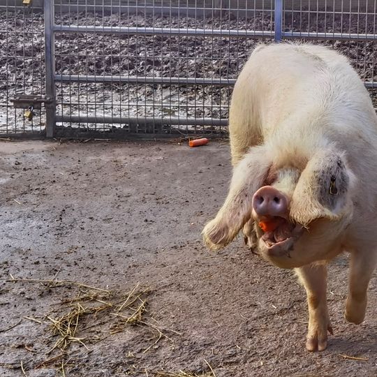 Ferme pédagogique Marcel Dhénin