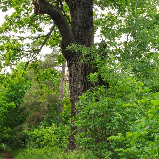 Týnišťské Poorličí