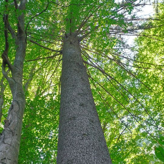 Smrk na Karlově Huti