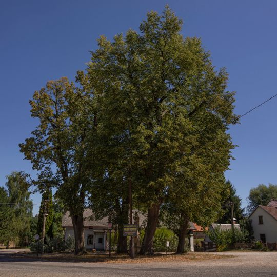 Lípy v Libošovicích