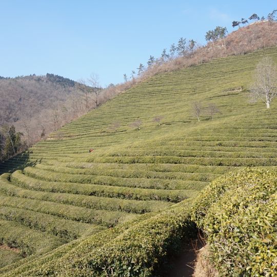 Daehan Dawon Boseong Green tea Plantation