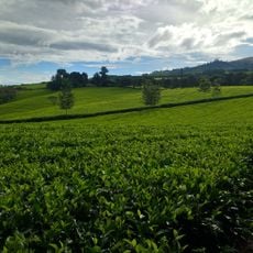 Satemwa Tea Estate