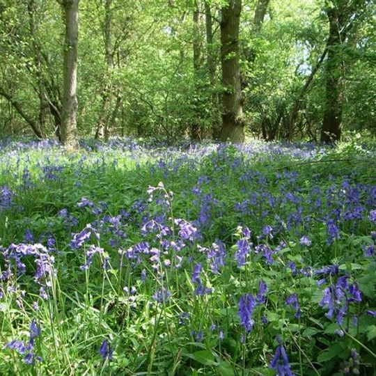 Hildersham Wood