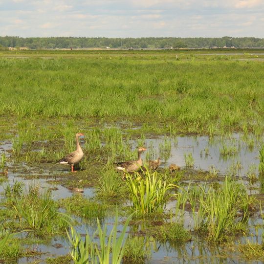 Oset och Rynningeviken