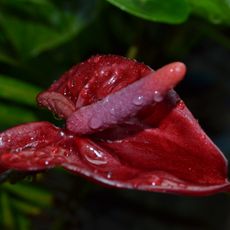 Hilo Tropical Gardens