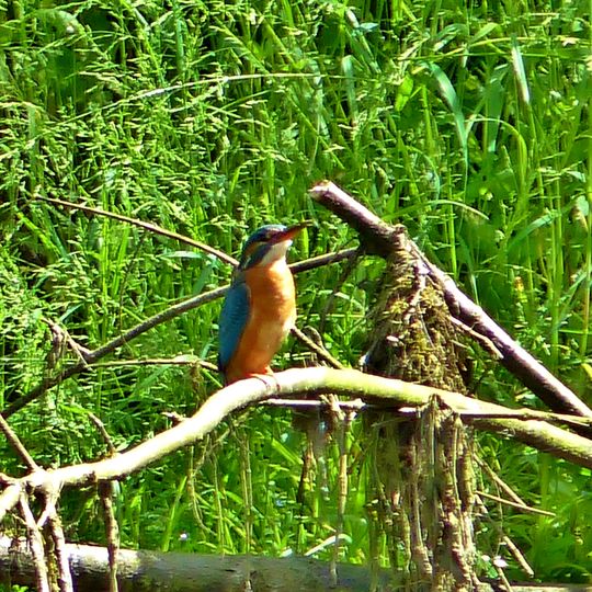 Elstertal zwischen Greiz und Wünschendorf