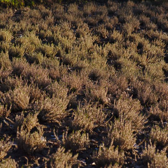 Lande ensoleillée