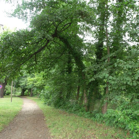 Sumpfeichen am Ostrower Damm