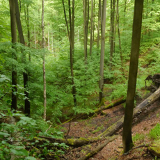 Naturwald Knetzberge-Böhlgrund