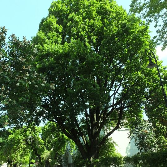 Maksymilian Goldberg Oak in Warsaw