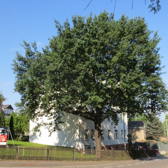 Friedenseiche mit Gedenkstein