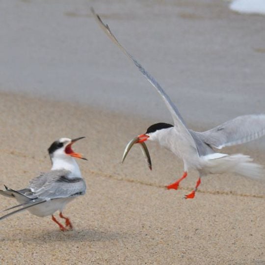 Refuge faunique national de Nantucket