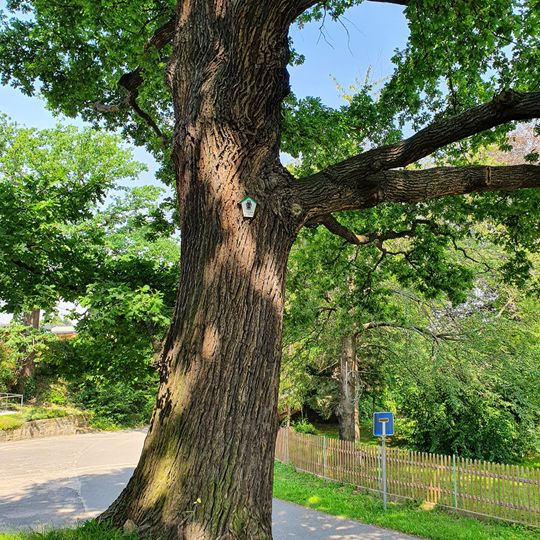 Quercus robur next to Fallen monument Golben