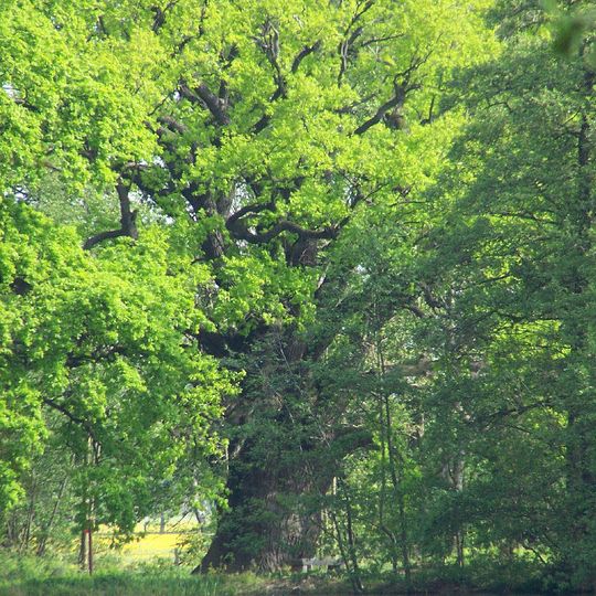 Rieseneiche von Niedergurig