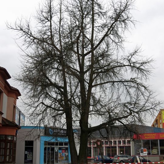 Jinan dvoulaločný-Ginkgo biloba