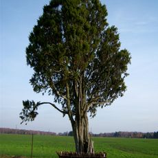 Pakuodžiupių kadagys
